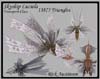 SkyshipLuciola